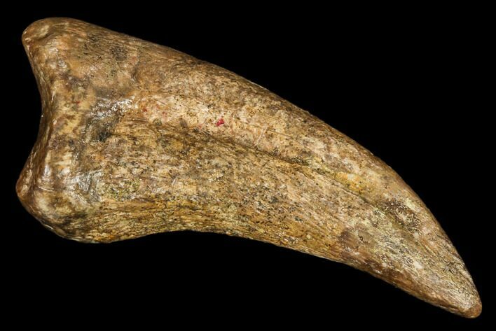 Bargain, Theropod Claw - Hell Creek Formation #112952